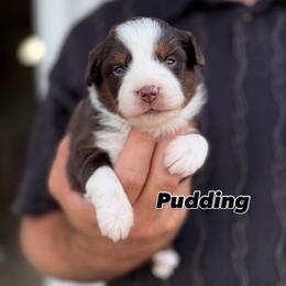Pudding - Red tri-color female Miniature American Shepherd puppy in Riverton, Utah from Iron Spirit Homestead & Aussies