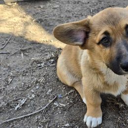 "Cider" Orange Collar - Sable Pembroke Welsh Corgi puppy in Boise, Idaho from Eevee's Corgidex