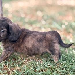 AKC SHADED CREAM BRINDLE LONGHAIR - Brindle male Dachshund puppy in Anderson, California from Golden Paws Dachshunds