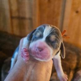 Orange Collar - Blue tan and white male Beagle puppy in Knoxville, Tennessee from River Valley Hounds