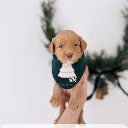 Partridge - 12 Days of Christmas - Apricot male Goldendoodle puppy in Syracuse, Indiana from The Doodle Cove