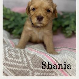 Shania - Caramel female Australian Labradoodle puppy in Gladstone, Oregon from Beaver State Labradoodles