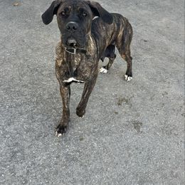 Liberty - Cane Corso