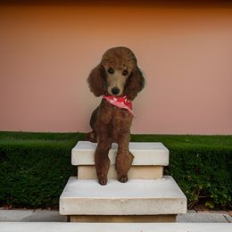 Greta - Poodle