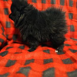 Blush - Black female Pomeranian puppy in Harrisonville, Missouri from Cindy's Pomeranians