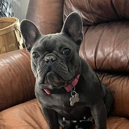 Maggie - French Bulldog