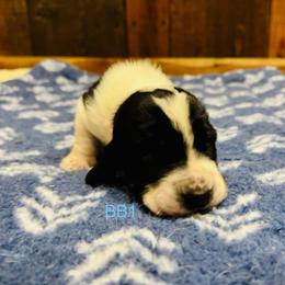 BB1 - Black and white male Basset Hound puppy in Britton, South Dakota from K&S Canines