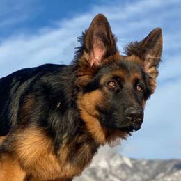 German Shepherds from Chestuee German Shepherd