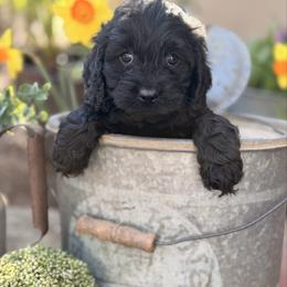 Elo - Black male Cockapoo puppy in Alexandria, Alabama from Bright and Beautiful Cockapoos and Doodles