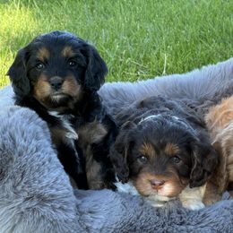 Beagles, Cavalier King Charles Spaniels, and Cavapoos from Beagles and Beyond, LLC
