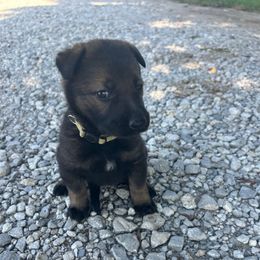 Lana - Sable female German Shepherd puppy in Milan, Illinois from Stonewick German Shepherds