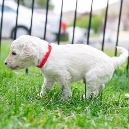 Grace - White male Poodle puppy in Pleasant Grove, Utah from Out of This World Poodles