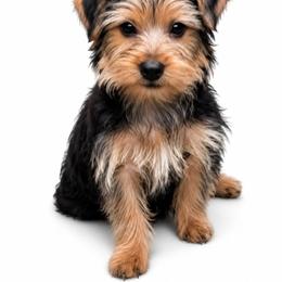 Charlie - Black and tan male Yorkshire Terrier puppy in North Huntington, Pennsylvania from Charz Dollz