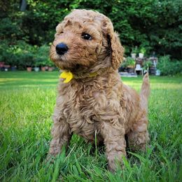 Poodle Puppies from Elite Standard Poodle