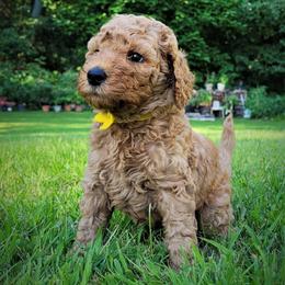 Poodle Puppies from Elite Standard Poodle