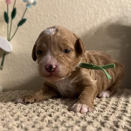 Green Boy - Red  male Goldendoodle puppy in Colorado Springs, Colorado from Simply Mini Goldendoodles