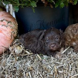 Hershey - Brown white and tan male Cockapoo puppy in West Plains, Missouri from The Royal Kennel