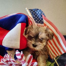 Purple collar - Salt and pepper female Miniature Schnauzer puppy in Mineola, Texas from Nikkis Minis
