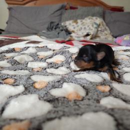 Deuce - Black and tan female Yorkshire Terrier puppy in Sidney, Ohio from Little Yorkie World