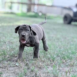Machiatto - Chocolate male Great Dane puppy in Montgomery, Texas from KD Sweet Southern Danes