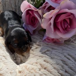Elsa - Black and tan female Cavalier King Charles Spaniel puppy in Avoca, New York from Palladino’s Cavaliers of Upstate NY