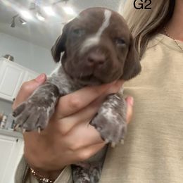 German Shorthaired Pointer Puppies from Golden pointers