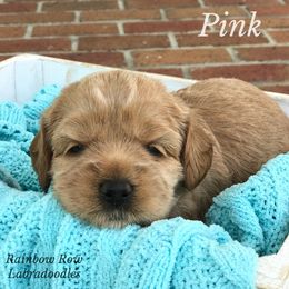 Australian Labradoodle Puppies from Rainbow Row Labradoodles