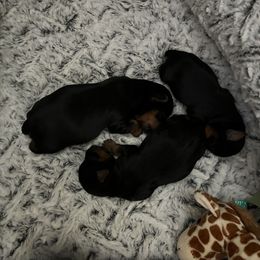 Yorkshire Terrier Puppies from Dani’s Yorkie’s
