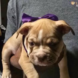 Bella - Lilac female American Bully puppy in Tyler, Texas from Big Momma'z Monsta Bullies (BMMB)