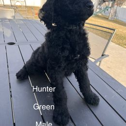 Hunter - Black Poodle puppy in Riverton, Utah from Stormy Skye Poodles