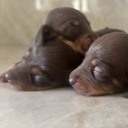 Dachshunds from Divine Doxies