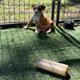 Female A - Red female American Pit Bull Terrier puppy in Pensacola, Florida from Alpha Alliance Kennels