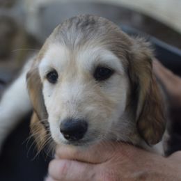 Girl 1 - Blue and cream female Afghan Hound puppy in Cape Coral, Florida from Qadim Afghan Hounds