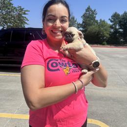Pug Puppies from Pug Perfection Puppies