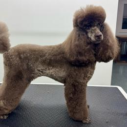 Poodle All Grown Up from Boon Hill Poodles