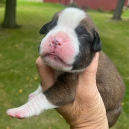 Flashy girl 1 - Fawn female Boxer puppy in Plainwell, Michigan from Hope's Beautiful Boxers