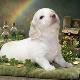 Athena - Cream female Dachshund puppy in Mesa, Arizona from Dach Army LLC