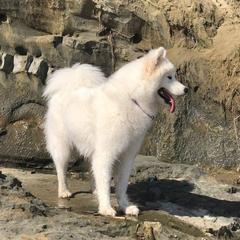 Samoyeds from Kismet