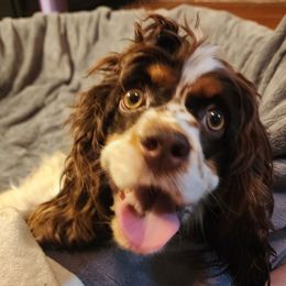 Maggie - Cocker Spaniel