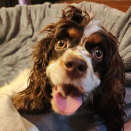 Maggie - Cocker Spaniel