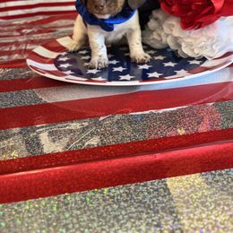 Girl 4 - Dachshund puppy in Missoula, Montana from Rocky Mountain Dachshunds