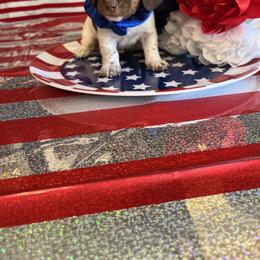 Girl 4 - Dachshund puppy in Missoula, Montana from Rocky Mountain Dachshunds