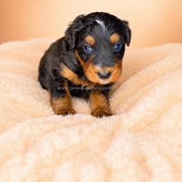 Tide - Merle male Bernedoodle puppy in Smiths Station, Alabama from Peach & Pawmetto Bernedoodles