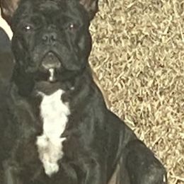 French Bulldogs from Cleveland’s Frenchies