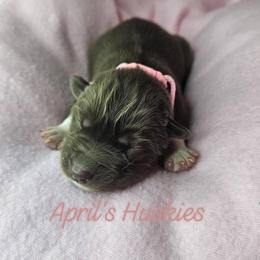 Pink collar girl - Red and white female Siberian Husky puppy in Terre Haute, Indiana from April's Huskies