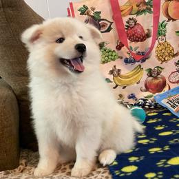 Axel AKC-UKC - White male American Eskimo Dog puppy in Westwego, Louisiana from Connie's American Eskimo Dogs and Mini Australian Shepherd Dogs