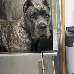 Cane Corso Puppies from Miracle City