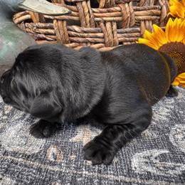Pink Collar - Black female Labrador Retriever puppy in Longview, Washington from Northwest Cairn Terriers