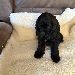 October boy - Black male Cocker Spaniel puppy in Kingman, Arizona from Amore’s Cockers