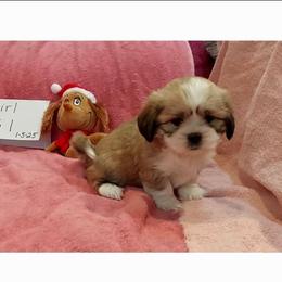 Sadie DG1 - Golden female Lhasa Apso puppy in Norman, Oklahoma from Steve's Puppies